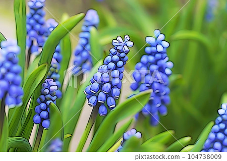 柔和的“Muscari”插圖圖像 104738009
