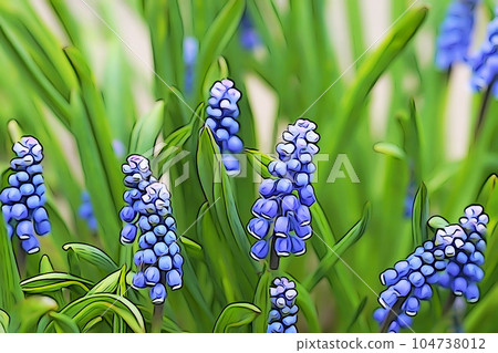 柔和的“Muscari”插圖圖像 104738012