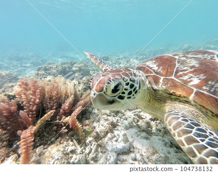 A sea turtle to swim A sea turtle to swim 104738132
