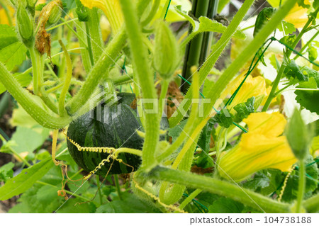 pumpkin before harvest pumpkin before harvest 104738188