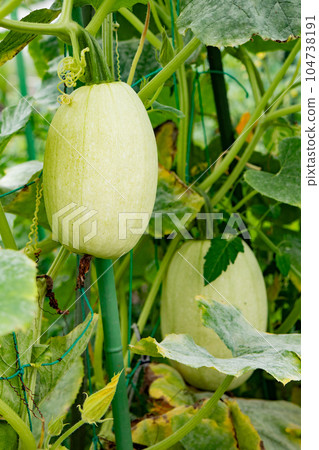 收穫前的素面葫蘆（素面南瓜） 104738191