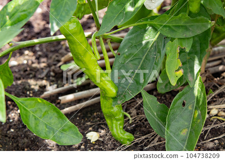 Chili peppers before harvest 104738209