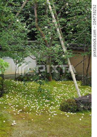 京都寺廟花園中的薩爾樹花 104738252