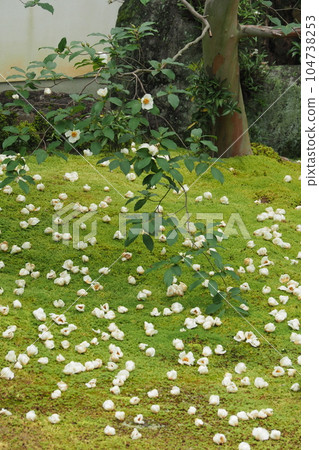 京都一座寺廟花園裡盛開的薩爾樹花 104738253