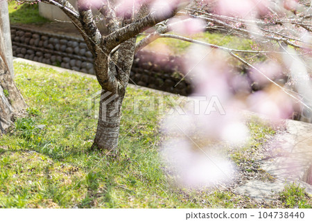 櫻花的風景 104738440