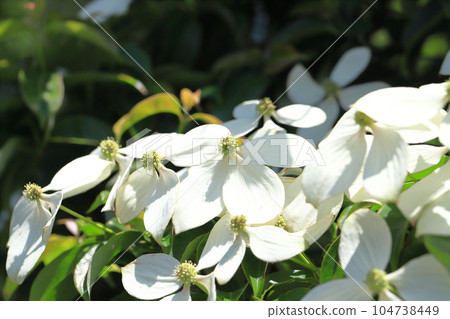 Tokiwa Yamaboushi in full bloom 104738449