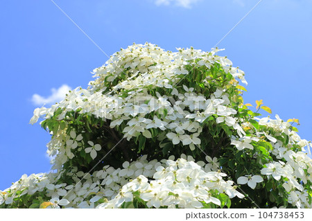 Tokiwa Yamaboushi in full bloom 104738453