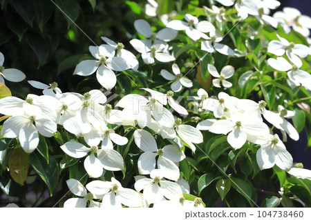 常盤山燈盛開 104738460