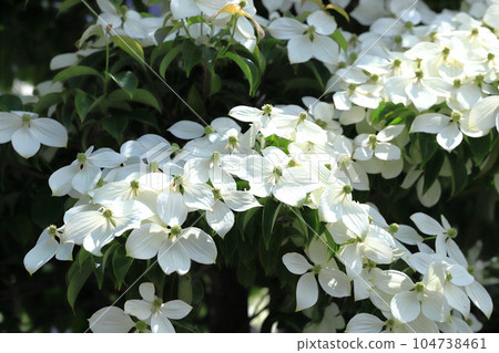 Tokiwa Yamaboushi in full bloom 104738461