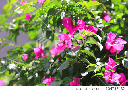 Bougainvillea in full bloom (Raft Kuzu / Raft Kazura) Bougainvillea in full bloom (Raft Kuzu / Raft Kazura) 104738482