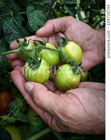 Tomatoes agriculture, non-urban scenery, hand of farmer man, Italian sunny countryside Tomatoes agriculture, non-urban scenery, hand of farmer man, Italian sunny countryside 104738744
