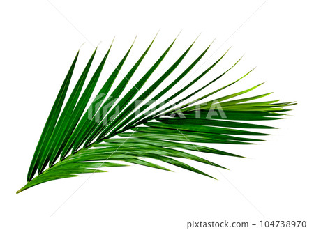 Green leaves pattern,leaf palm tree isolated Green leaves pattern,leaf palm tree isolated 104738970