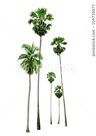 palm tree isolated 104738977