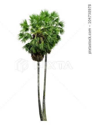 palm tree isolated 104738978
