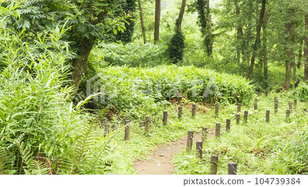 Koajiro Forest, Miura City, Kanagawa Prefecture (rainy season) 104739384
