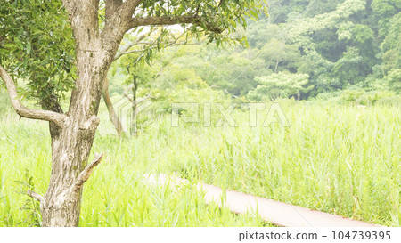 Koajiro Forest, Miura City, Kanagawa Prefecture (rainy season) 104739395
