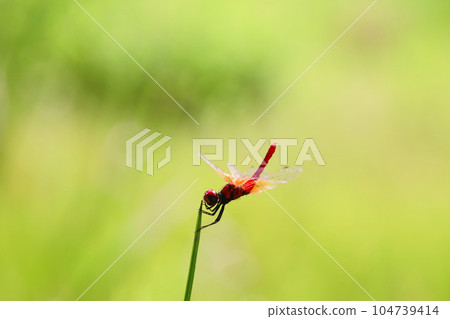 Hachyutombo的男性 104739414