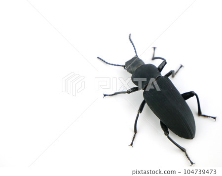 Close-up of an adult giant mealworm 104739473