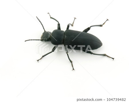 成年巨型粉蟲的背部 成年巨型粉蟲的背部 104739482