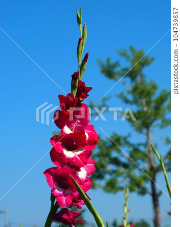 Sunny blue sky and reddish-purple gladiolus Sunny blue sky and reddish-purple gladiolus 104739857