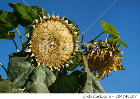 Sunflower pecked by birds against the sky 104740107