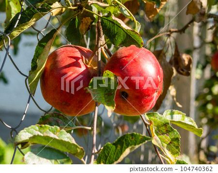 Fruits Infected by the Monilia fructigena Fruits Infected by the Monilia fructigena 104740362