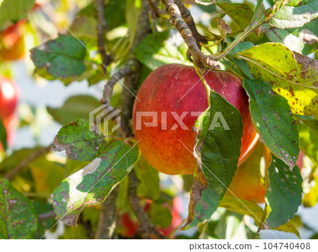 Fruits Infected by the Monilia fructigena Fruits Infected by the Monilia fructigena 104740408