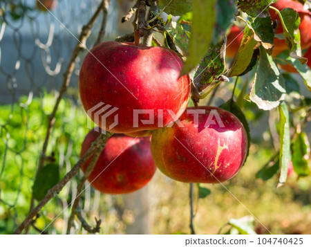 Fruits Infected by the Monilia fructigena 104740425