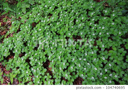 五前橘的白色花朵 五前橘的白色花朵 104740695