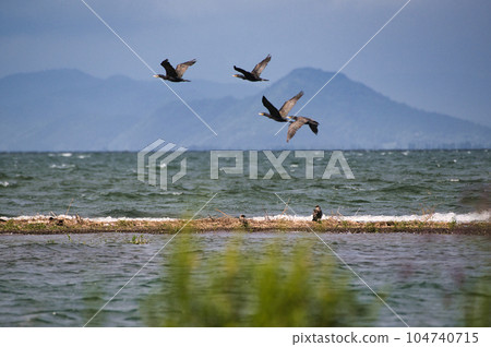 琵琶湖 夏季 2022 104740715