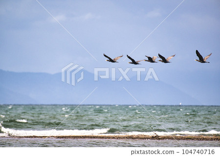 琵琶湖 夏季 2022 104740716