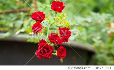 Beautiful red roses flower in the garden 104740871