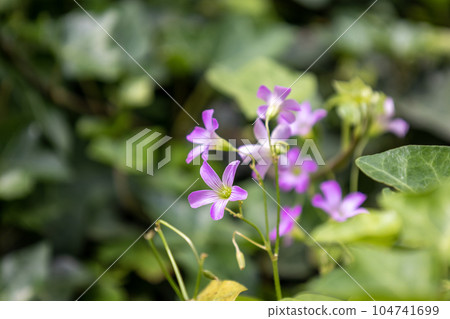 Murasaki Kabaki Flower 104741699