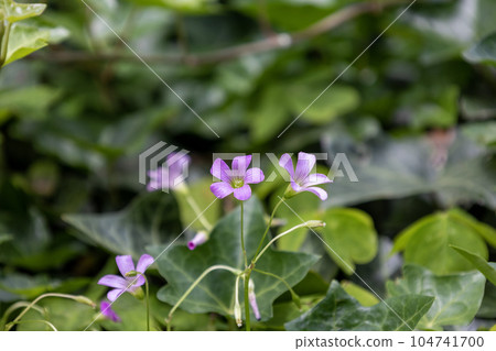 Murasaki Kabaki Flower Murasaki Kabaki Flower 104741700