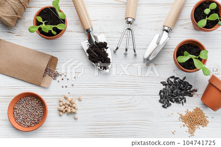 Gardening concept, planting at home Gardening concept, planting at home 104741725