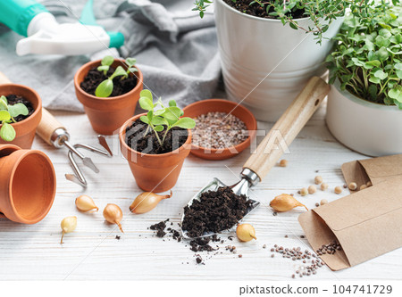 Gardening concept, planting at home Gardening concept, planting at home 104741729