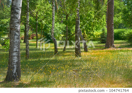 White birch trunk and green forest spring meadow with yellow flowers 104741764