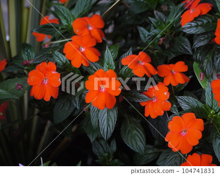 sanpatiens red flower sanpatiens red flower 104741831