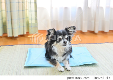 Chihuahua relaxing on a cool mat for dogs Cool feeling gel mat Summer Chihuahua relaxing on a cool mat for dogs Cool feeling gel mat Summer 104741913