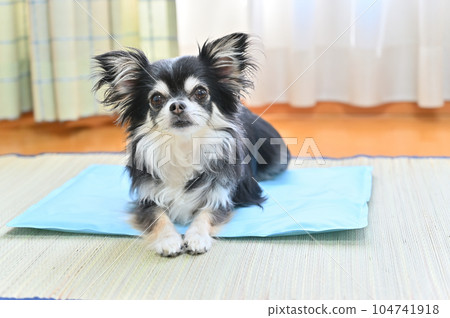 Chihuahua relaxing on a cool mat for dogs Cool feeling gel mat Summer Chihuahua relaxing on a cool mat for dogs Cool feeling gel mat Summer 104741918