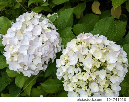 hydrangea hydrangea 104741938