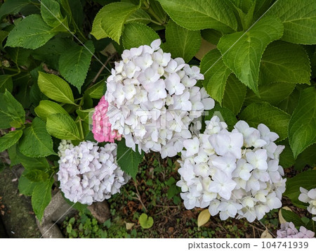 hydrangea hydrangea 104741939