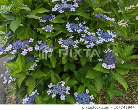 hydrangea   104741944