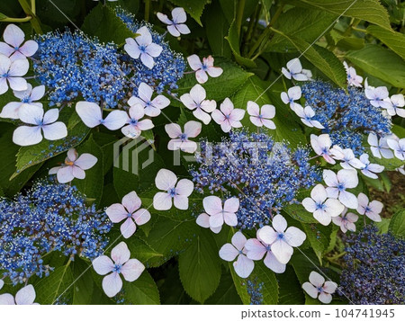 hydrangea hydrangea 104741945