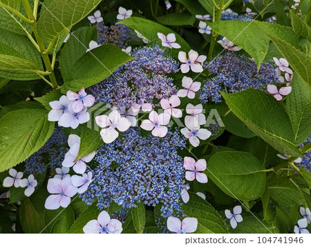 hydrangea hydrangea 104741946