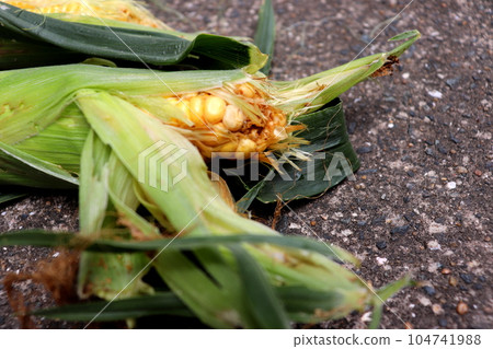 Corn, corn, pests, vegetables, agriculture, farmers Corn, corn, pests, vegetables, agriculture, farmers 104741988
