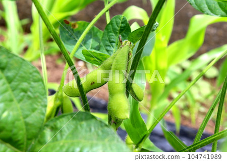 Green soybeans, edamame, agriculture, farmer's kitchen garden Green soybeans, edamame, agriculture, farmer's kitchen garden 104741989