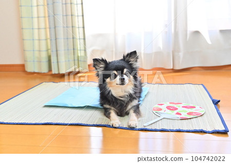 Senior Chihuahua relaxing on a cool mat for dogs Cool feeling gel mat Summer Senior Chihuahua relaxing on a cool mat for dogs Cool feeling gel mat Summer 104742022