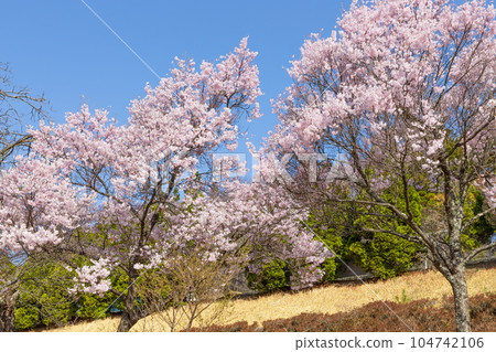 長野縣上伊那郡飯島町與田霧公園的櫻花 104742106