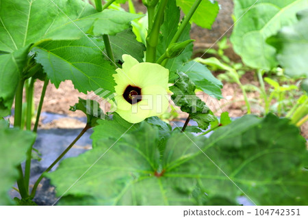 okra okra agriculture farmer kitchen garden flower okra flower 104742351